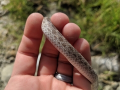 Hypsiglena ochrorhynchus klauberi