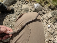 Hypsiglena ochrorhynchus klauberi