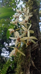 Coelogyne tomentosa, photograph (c) ꦥꦤ꧀ꦗꦶꦒꦸꦱ꧀ꦠꦶꦄꦏ꧀ꦧꦂ, some rights reserved (CC BY)