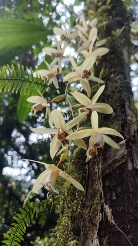 Coelogyne tomentosa, photograph 2