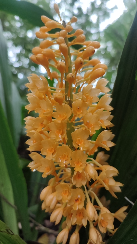 Calanthe speciosa