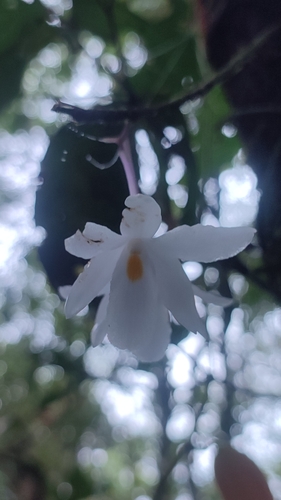 Dendrobium mutabile, photograph 1