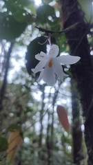 Dendrobium mutabile, photograph (c) ꦥꦤ꧀ꦗꦶꦒꦸꦱ꧀ꦠꦶꦄꦏ꧀ꦧꦂ, some rights reserved (CC BY)