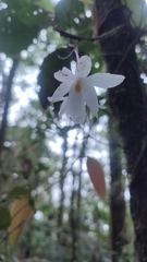 Dendrobium mutabile, photograph (c) ꦥꦤ꧀ꦗꦶꦒꦸꦱ꧀ꦠꦶꦄꦏ꧀ꦧꦂ, some rights reserved (CC BY)
