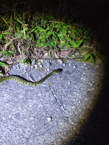 Photo of a Jerdon's Pitviper (Protobothrops jerdonii)