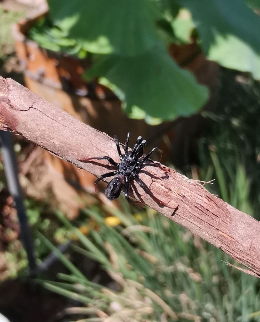 Calommata