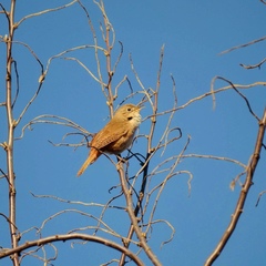 Troglodytes aedon chilensis