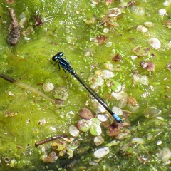 Enallagma geminatum
