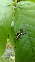 Zoreva ornamentosa
