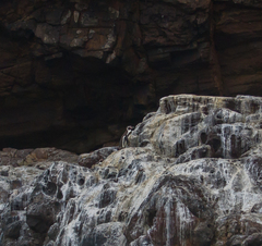 Spheniscus humboldti