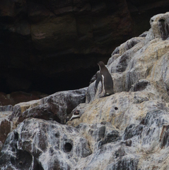 Spheniscus humboldti