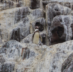 Spheniscus humboldti