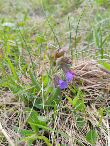 Pulmonaria australis, photograph 2
