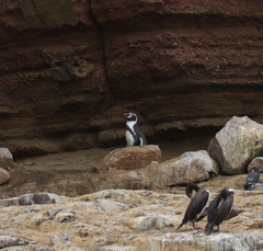 Spheniscus humboldti