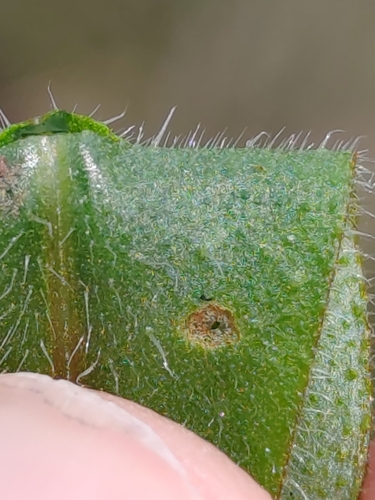Pulmonaria australis, photograph 3