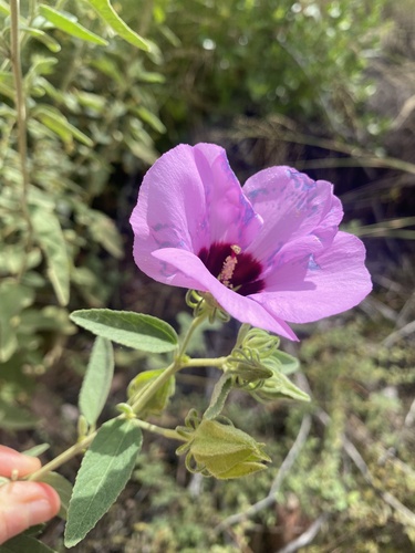 Hibiscus leptocladus, 2025-04-08