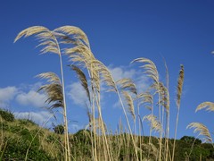 Austroderia splendens