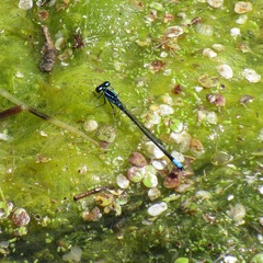 Enallagma geminatum