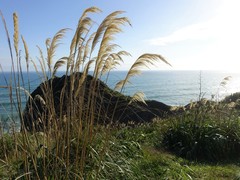 Austroderia splendens
