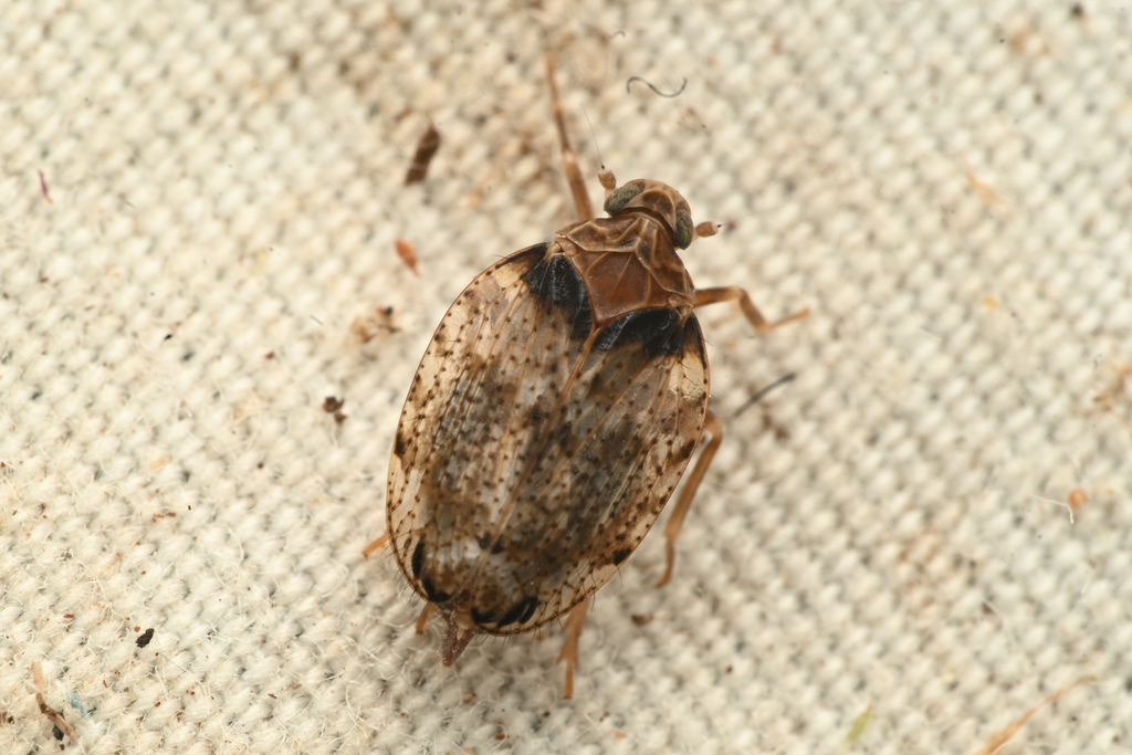 Stegocixius