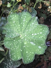 Alchemilla mollis