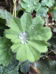 Alchemilla mollis