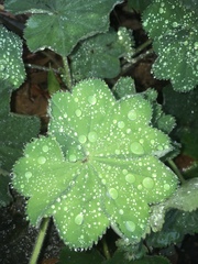 Alchemilla mollis