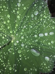 Alchemilla mollis