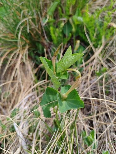 Image of Aristolochia lutea by (c) Ljaž, some rights reserved (CC BY)