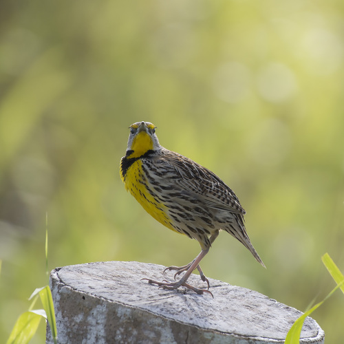 Eastern Meadowlark