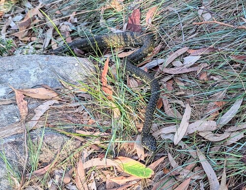 Diamond Python sighting