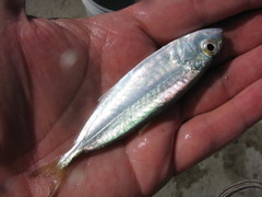 Selar crumenophthalmus