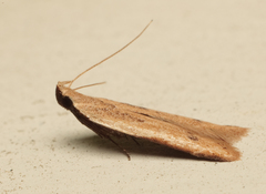 Mesophleps adustipennis