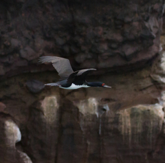 Leucocarbo bougainvillii