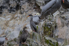 Poikilocarbo gaimardi