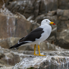 Larus belcheri