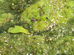 Enallagma geminatum
