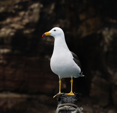 Larus belcheri