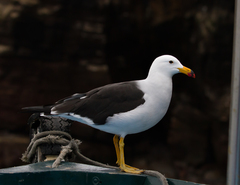 Larus belcheri