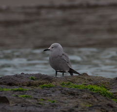 Leucophaeus modestus