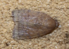 Austrocarea iocephala