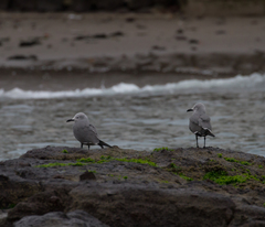 Leucophaeus modestus