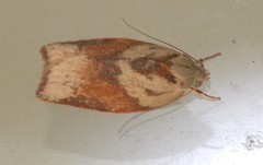 Euchaetis crypsichroa