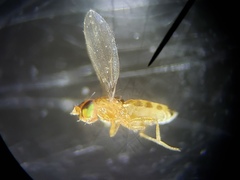 Stenomicra