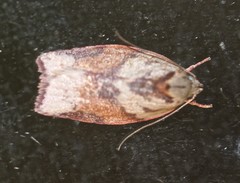 Euchaetis crypsichroa