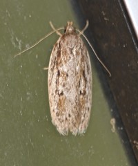 Acantholena siccella