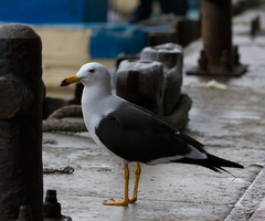 Larus belcheri