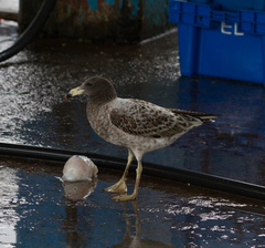 Larus belcheri