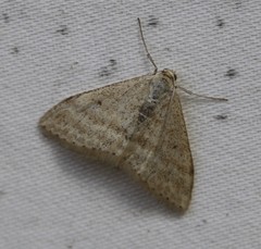 Scopula lydia