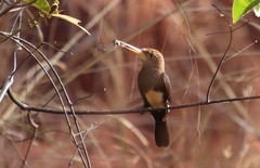 Brachygalba lugubris